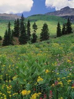 Alpine Meadow of Sneezeweed, Asters, Paintbrush, and Hellebore, Sneffels Range, Colorado.jpg